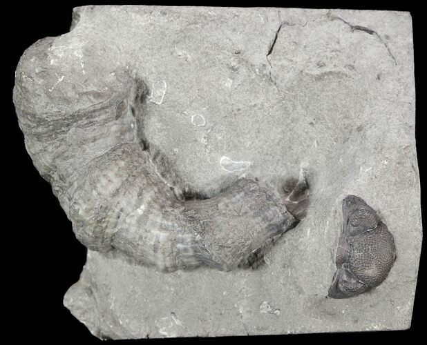 Devonian Horn Coral and Eldregeops Head - New York #50062